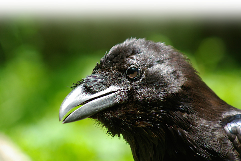 Kooperation am Beispiel der Kolkraben