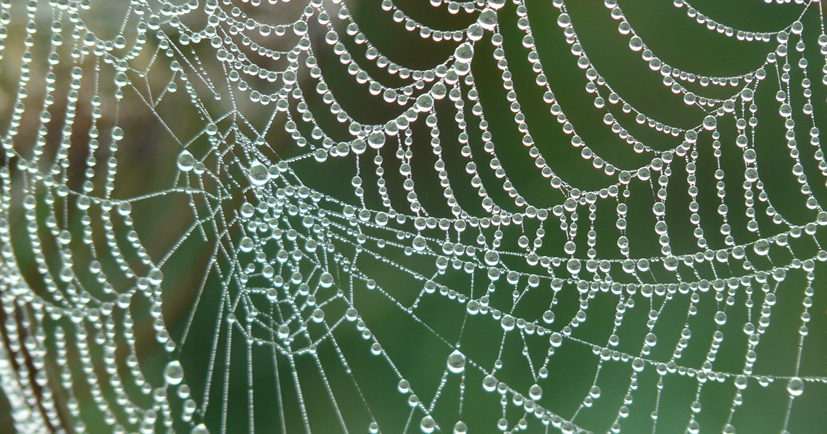 Wirtschaftsbionik - von der Natur lernen