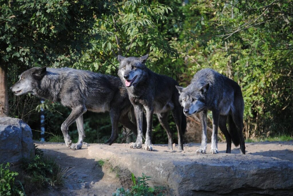 Führung wie im Wolfsrudel