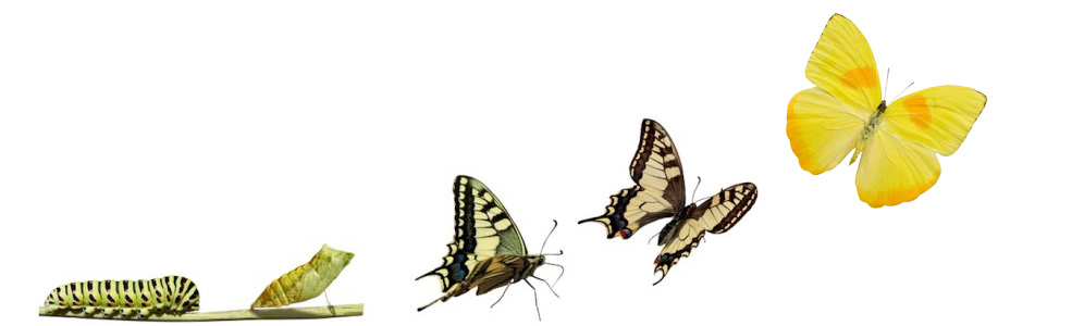 Metamorphose Executive-Coaching