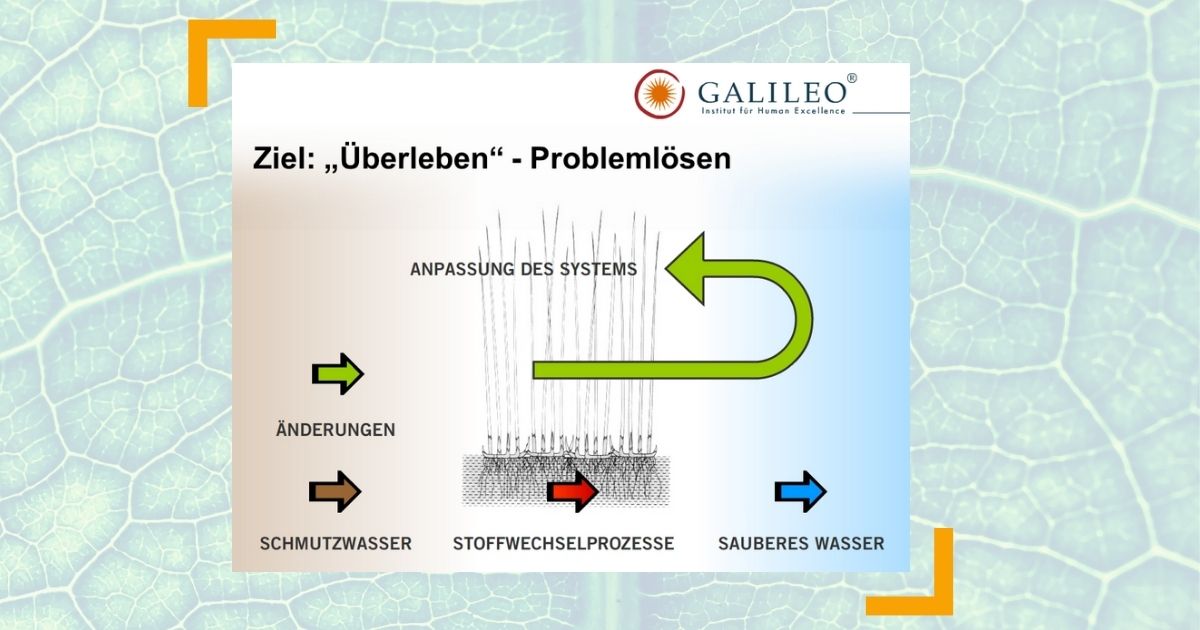 Vernetztes Denken als Problemlösung