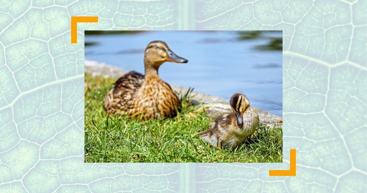 Unternehmensnachfolge Mittelstand