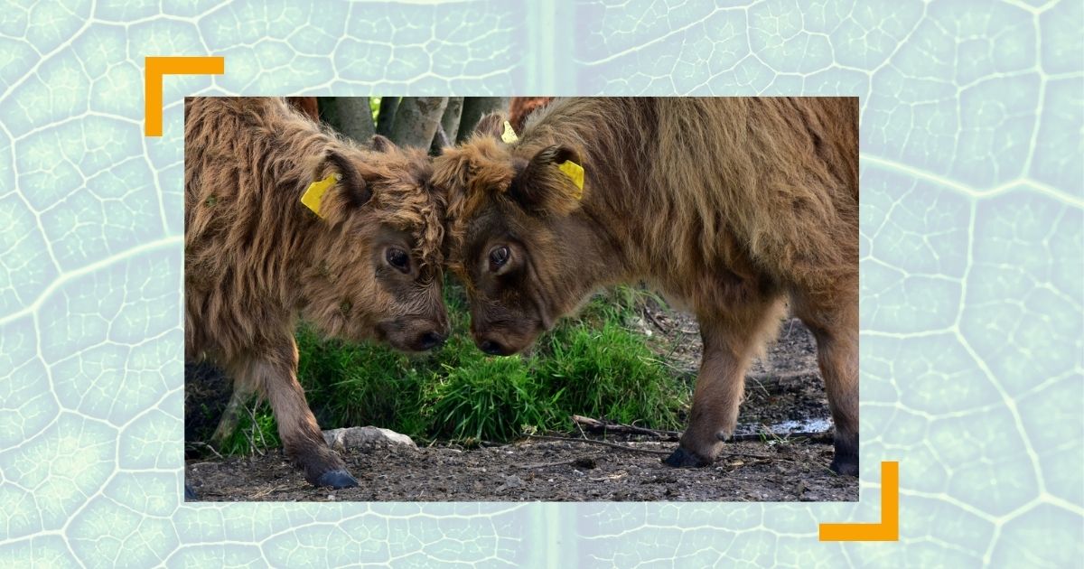 Kooperieren oder konkurrieren