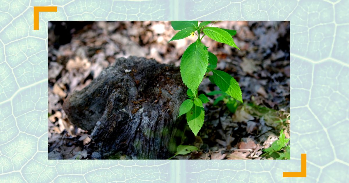 Neustart Lebensmitte